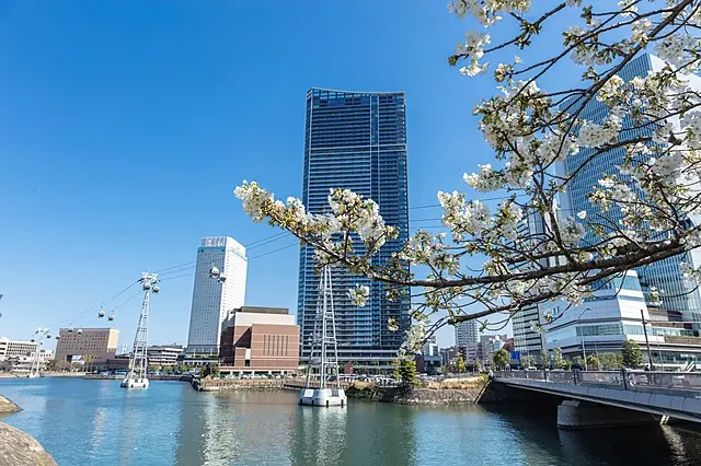 Yokohama Minatomirai Cherry Blossoms Small